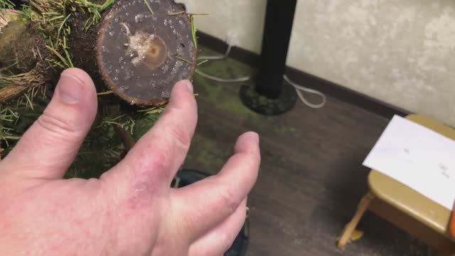 Живая новогодняя ёлочка  Лайфхаки новогодние