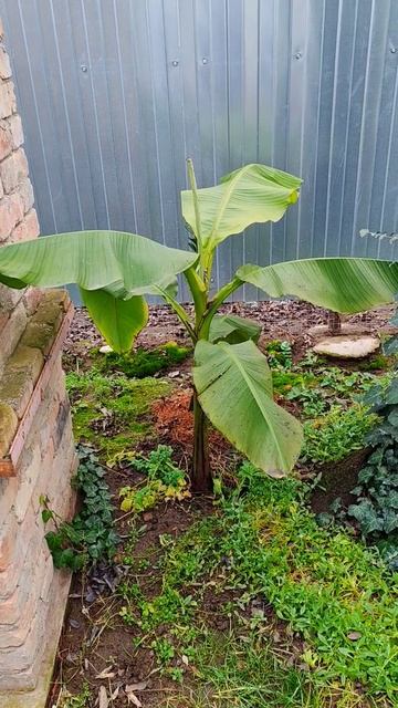 Банан смотреть онлайн