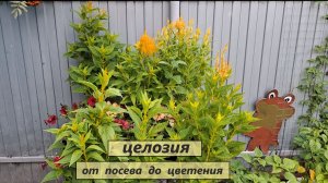 Целозия "Желтый дракон" от посева до цветения.