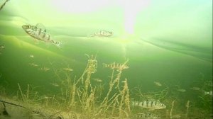 1000008291.mp4Волга гл.2м.26.01.2026г.