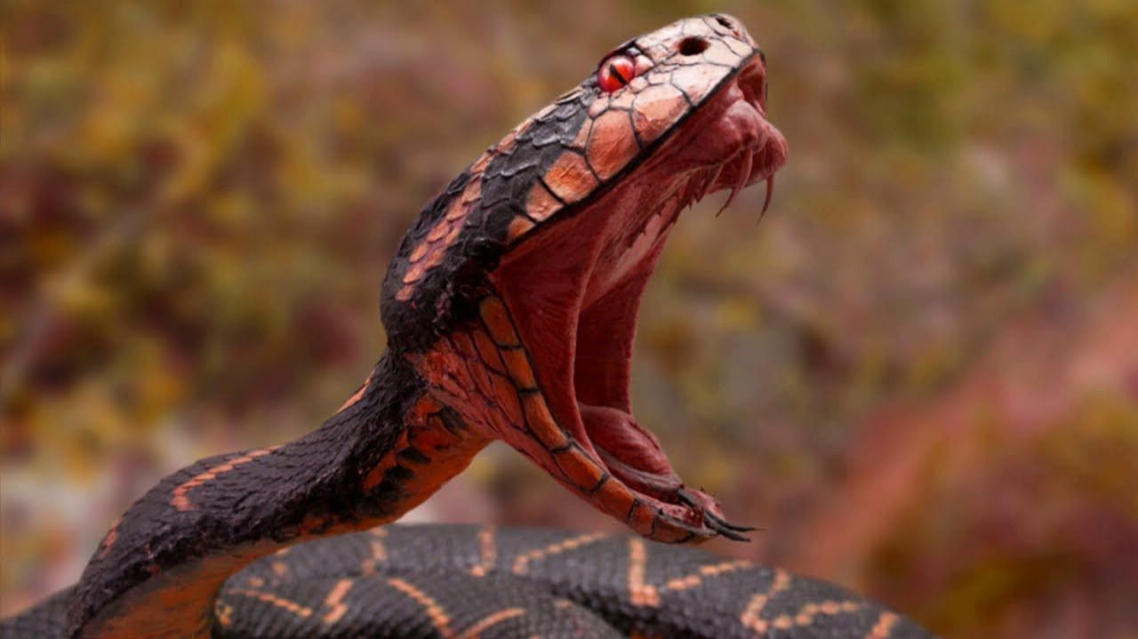 Самые Агрессивные и Опасные Змеи планеты! смотреть онлайн