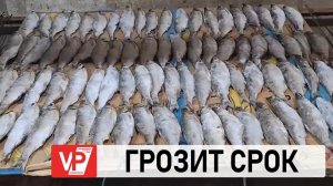 «КРАСНУЮ» РЫБУ НА 5 МЛН. РУБЛЕЙ НЕЗАКОННО ДОБЫЛИ В ВОЛГОГРАДСКОЙ ОБЛАСТИ