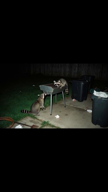 милыеживотные любовькживотным приключенияживотных животныедрузья милота подобратьпитомца