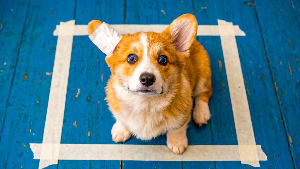 СТРАШНЫЙ ЧЕЛЛЕНДЖ КВАДРАТ ИЗ СКОТЧА!! ИЗ НЕГО НЕ ВЫЙТИ!! Корги Пряник Говорящая собака смотреть онлайн