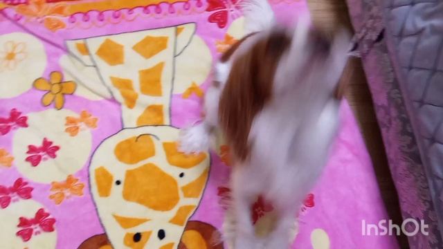 Могут ли поладить кошка с собакой? От Беллы и Пуши. смотреть онлайн