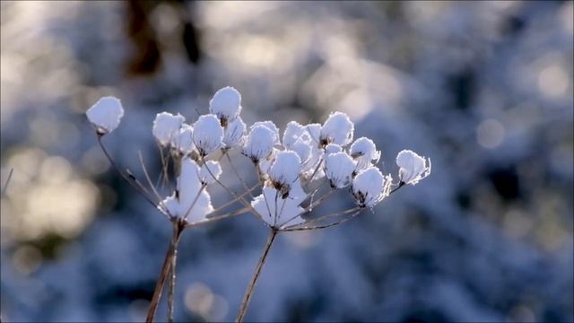 27 января - Открывает дорогу переменам. Сделайте на счастье. смотреть онлайн