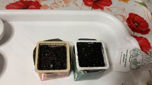 Как ускорить прорастание семян, посев сельдерея и базилика.