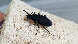 Разведение зофобаса, часть 2