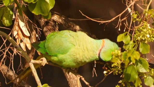 Птички 8 смотреть онлайн