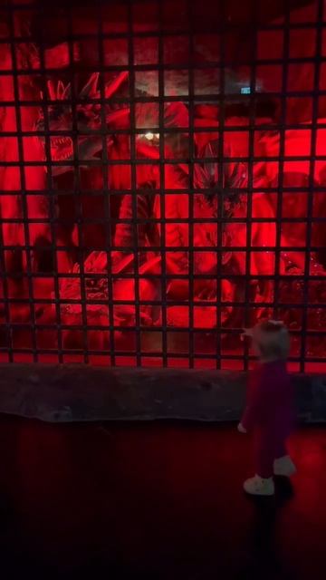 Принцесса и Дракон #Визардия смотреть онлайн