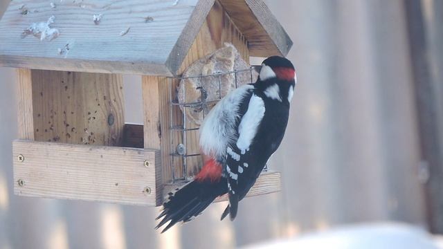 Большой Пёстый Дятел 3 смотреть онлайн