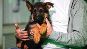 Ученые выявили породы собак с наибольшим риском рака костей