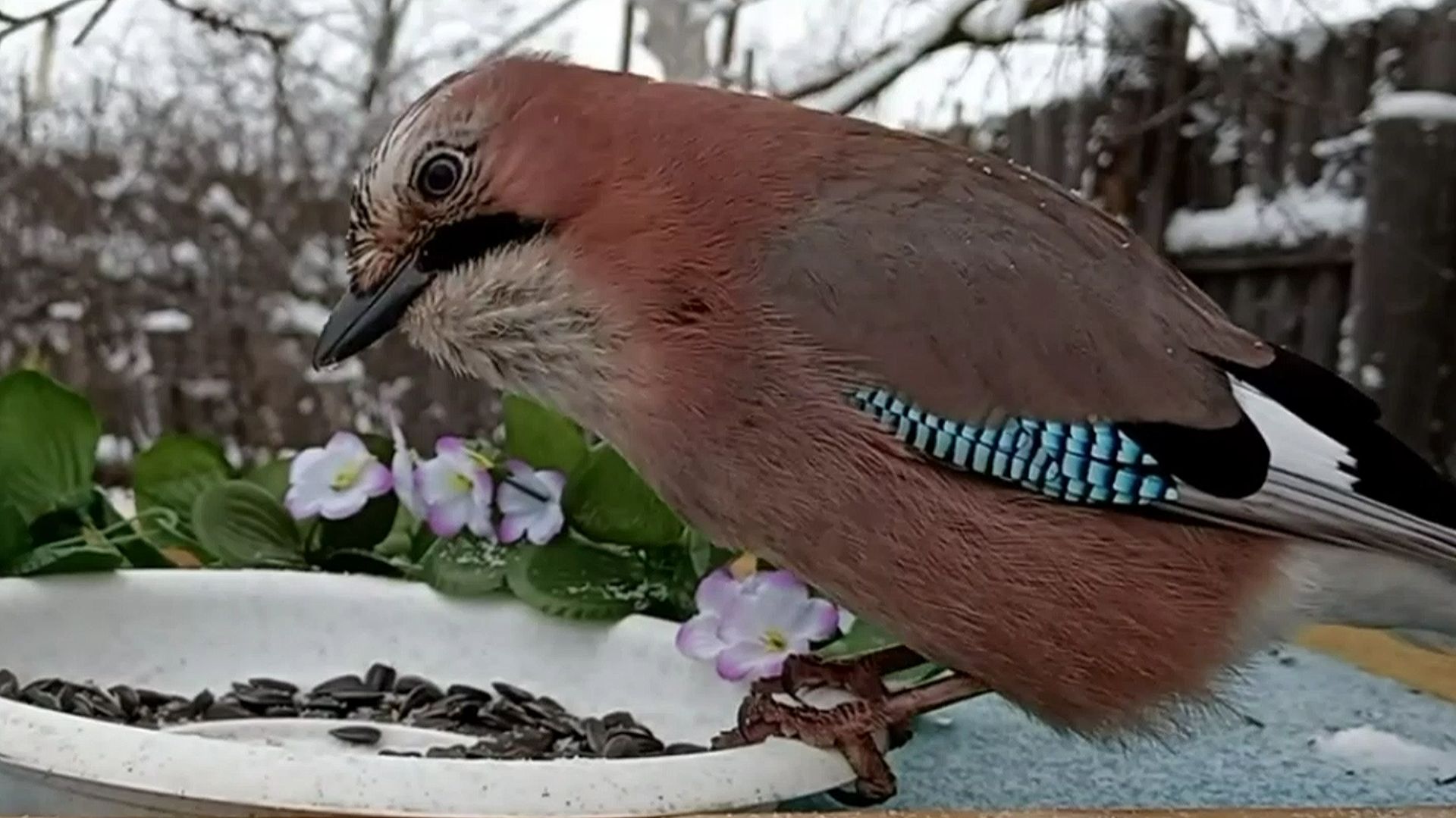 Птицы на кормушке в зимнее время смотреть онлайн