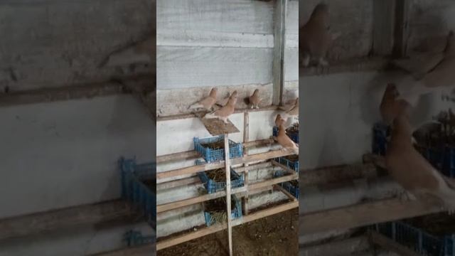 26.01.2026г Такла на продажу!!!+79298223260 Константин смотреть онлайн