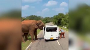 Разозлился и выломал дверь: слон разгромил автобус с туристами из РФ на Шри-Ланке.