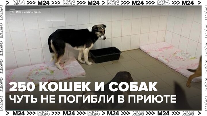 В подмосковном приюте едва не погибли 250 кошек и собак - Москва 24 смотреть онлайн