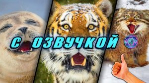 5 МИНУТ РЖАКИ 😂 Приколы с котами! - С ОЗВУЧКОЙ! СМЕШНЫЕ КОТЫ! Попробуй не засмеяться! 2026