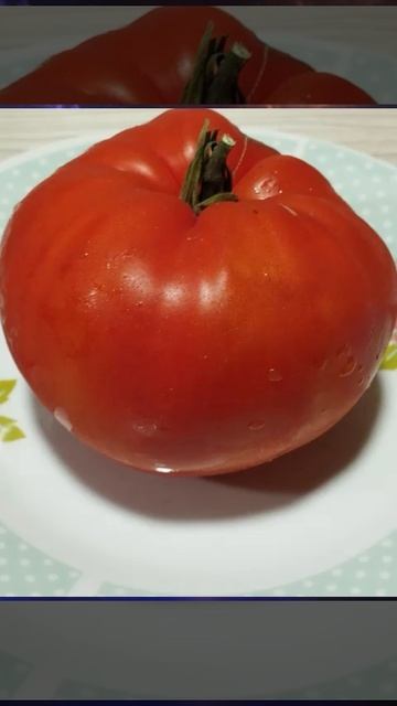 Томат Чемпион Бурятии т. 89229284031 смотреть онлайн