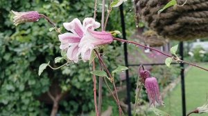 Клематис 'Принцесса Кейт' (Princess Kate) и фей (Fay) под дождём. Наш сад 2025