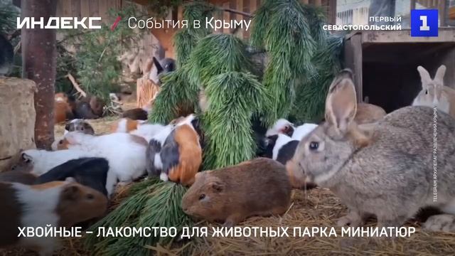 Хвойные – лакомство для животных парка миниатюр смотреть онлайн