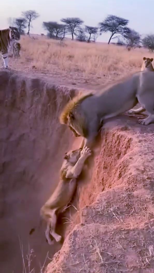 Звери в беде смотреть онлайн