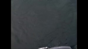 ЩУКА МОНСТР