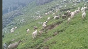 21серия/Жизнь в горной деревне Непала | в непальской бедной, но счастливой семье