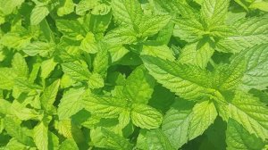 Мята перечная. Заготовка на зиму