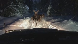 Лось спасается от волков на заснеженной, лесной  дороге!