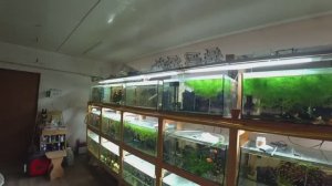 На разводне