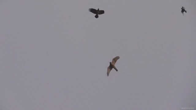 Вороны спасли голубя от ястреба . Атаки ястреба. голубь, ястреб, воронЫ. смотреть онлайн