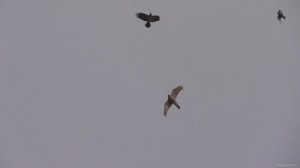 Вороны спасли голубя от ястреба . Атаки ястреба. голубь, ястреб, воронЫ.