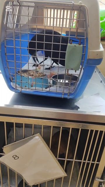 Навестила ворона Гошу в клинике смотреть онлайн