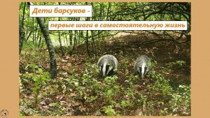 Детёныши барсуков впервые сами вышли из норы. 13-14.06.25