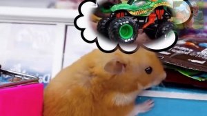 Битва льда и огня между хомяком и говорящим Томом! Почему они не могут сосуществовать