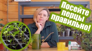 Перец на рассаду: 8 главных ошибок при посеве