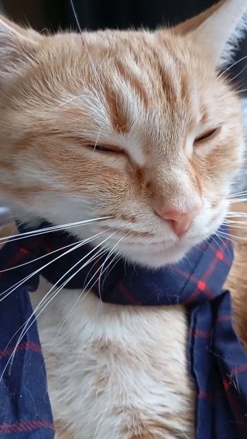 🎀🐈 смотреть онлайн