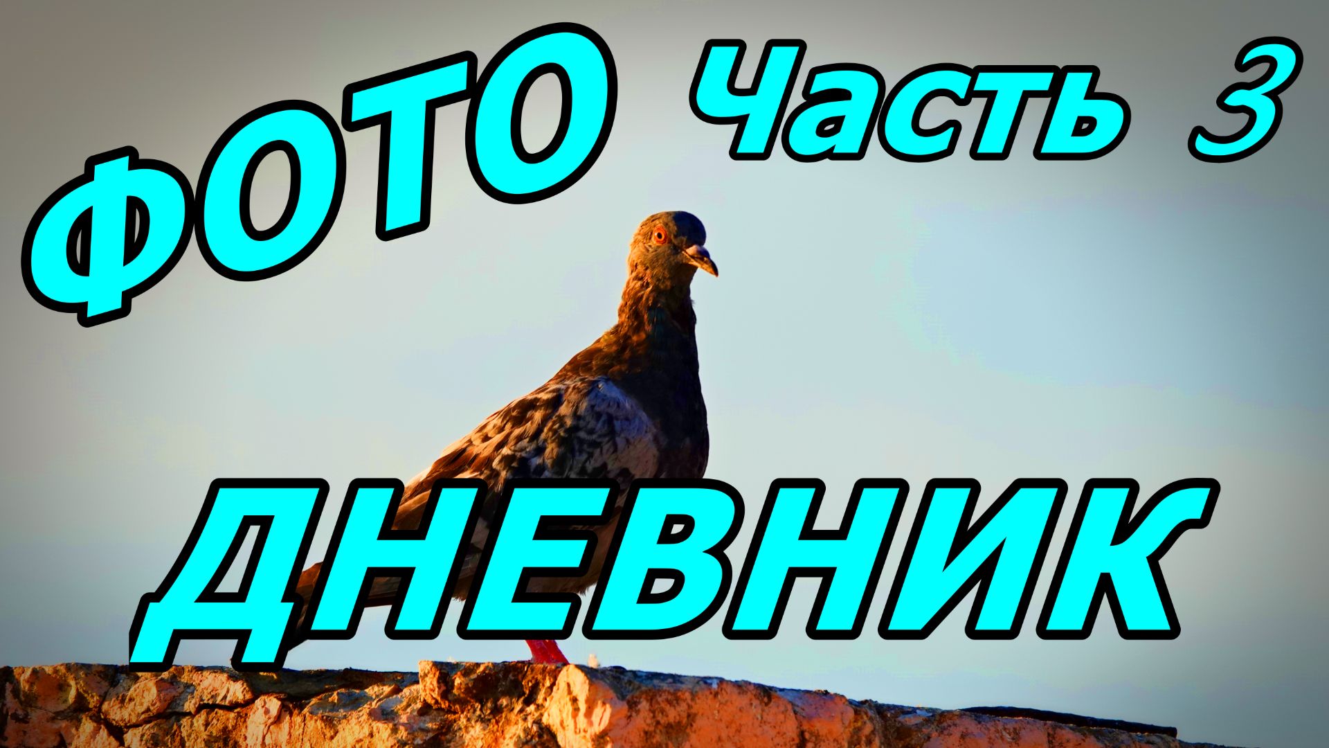 СОЛНЦЕ, НАБЕРЕЖНАЯ ЧЁРНОГО МОРЯ, ГОЛУБИ! ФОТОДНЕВНИК ЧАСТЬ 3. АДЛЕР. НОЯБРЬ 2025. смотреть онлайн