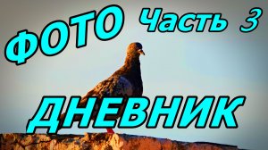 СОЛНЦЕ, НАБЕРЕЖНАЯ ЧЁРНОГО МОРЯ, ГОЛУБИ! ФОТОДНЕВНИК ЧАСТЬ 3. АДЛЕР. НОЯБРЬ 2025.