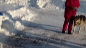 HDV_5796открытый дарвин