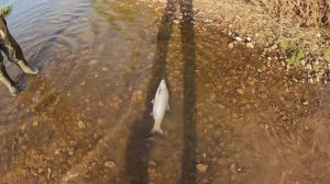 ##Май,##р.Ока,##Первый Шелеспер﹤﹤##