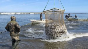 Вылов минтая достиг максимальных показателей за последние 25 лет в России