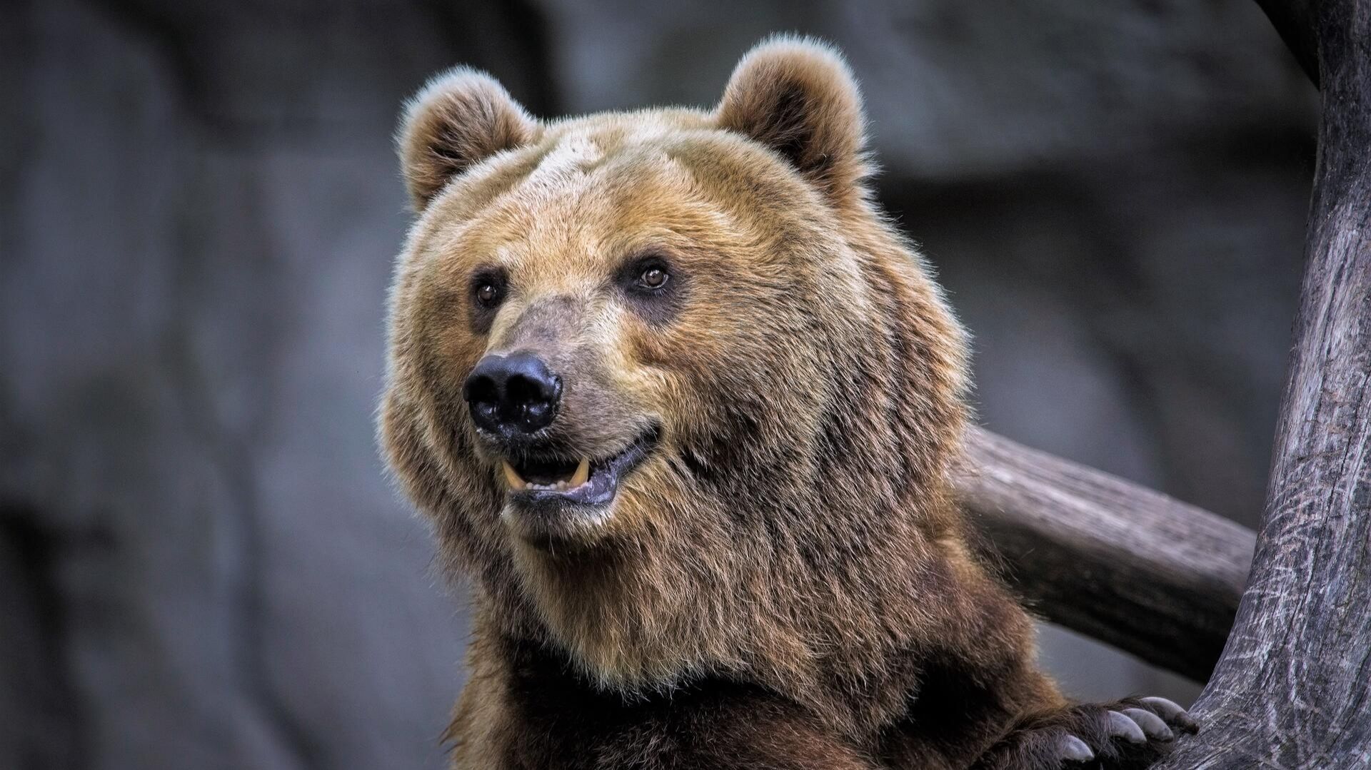 Broken Hope — The Internal Twin cut смотреть онлайн