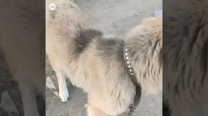 Добрый человек решил не оставлять пса умирать. Огромная благодарность ему.