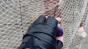 морской сюрприз