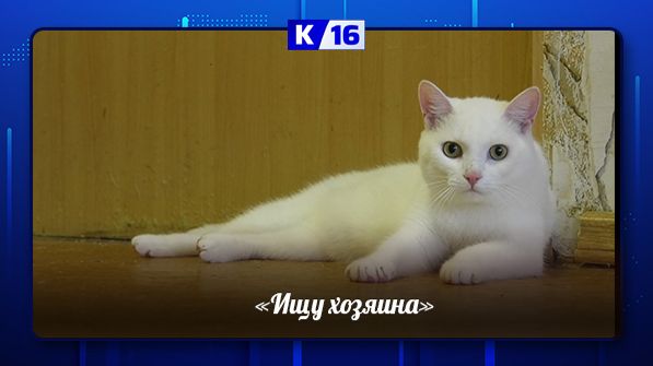 Ищу хозяина смотреть онлайн