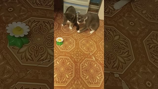 Василька -Футболист 😅 смотреть онлайн