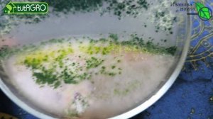 Это средство из леса - наш СУПЕР помощник в огороде: как не ошибиться при покупке Триходермы?