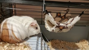 Морская свинка,вечерняя трансляция. Смотреть всем.RUTUBE - смотреть видео онлайн, бесплатно 26-01-20