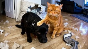 ВИДЕО ПРИКОЛЫ С ЖИВОТНЫМИ САМЫЕ СМЕШНЫЕ ЖИВОТНЫЕ😆